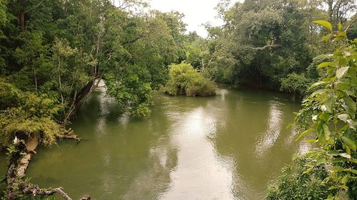 Scenic view of river in forest against sky