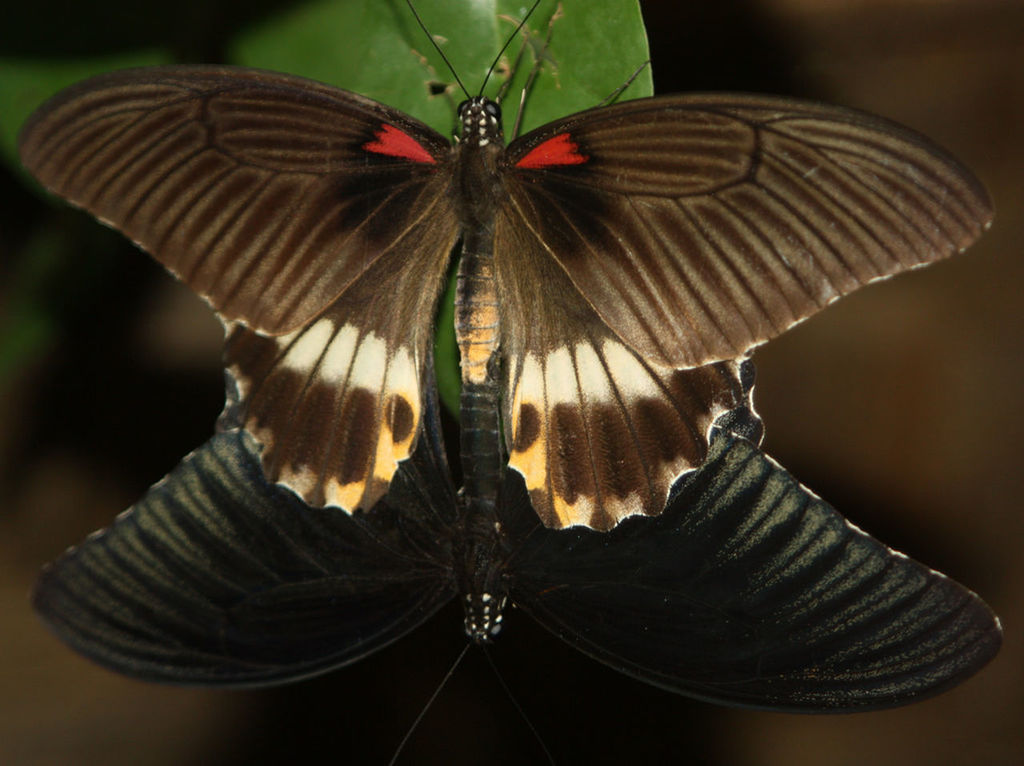 Mating pair of butterfly
