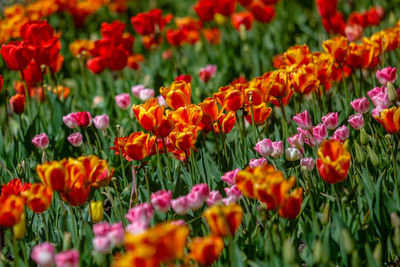 Close-up of red poppy flowers on field