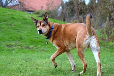 Dog in grass