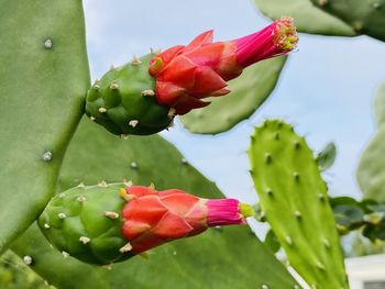 Close-up of red flowering plant