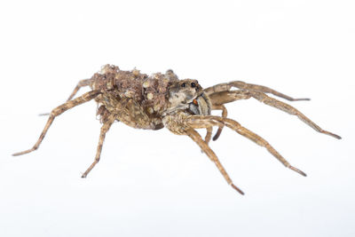 Close-up of spider on white background