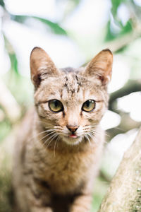 Close-up portrait of tabby cat