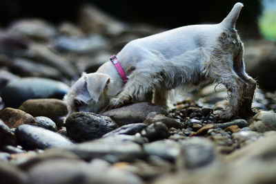 Close-up of dog lying on rock