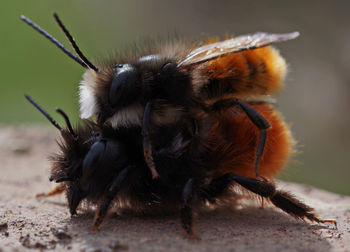 Close-up of honey bee