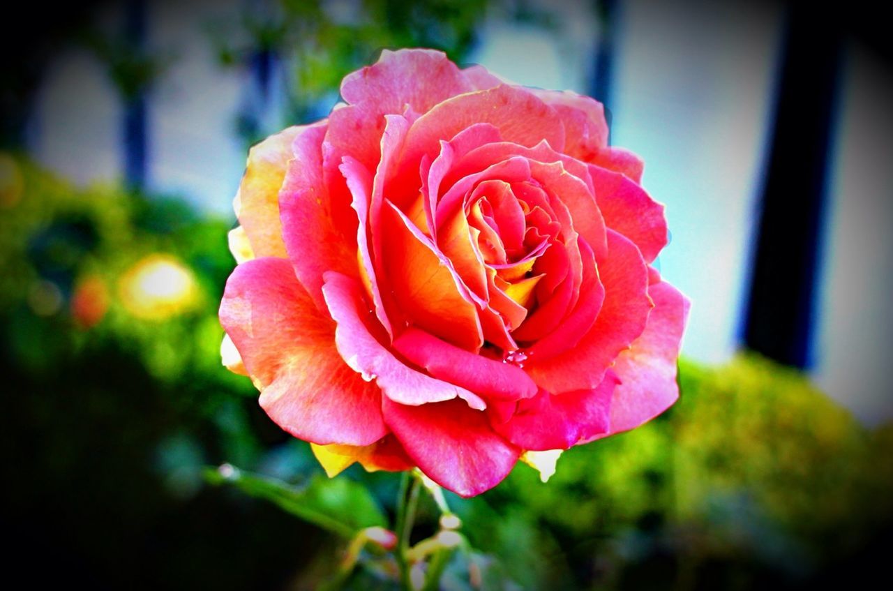 flower, petal, flower head, fragility, freshness, rose - flower, close-up, single flower, beauty in nature, focus on foreground, growth, blooming, rose, nature, single rose, plant, red, in bloom, day, selective focus