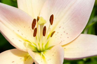 Close-up of orange lily