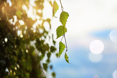 Close-up of fresh green leaves against sky