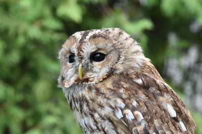 Close-up portrait of owl