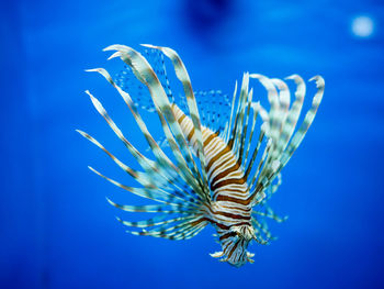 Close-up of jellyfish swimming in sea