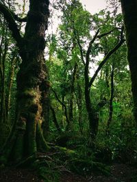 Trees growing in forest