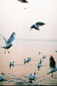 Seagulls flying over sea against clear sky