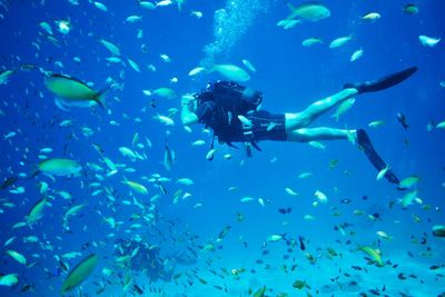 Jellyfish swimming in sea