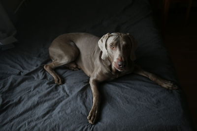 High angle view of dog resting on bed