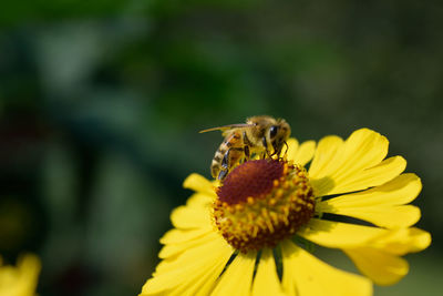 Close-up of insect on yellow flower