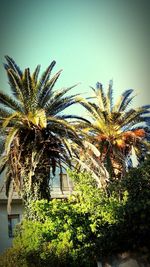 Low angle view of palm trees