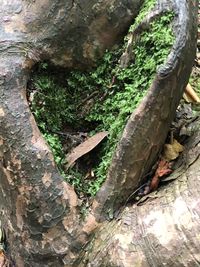 Close-up of moss growing on tree trunk