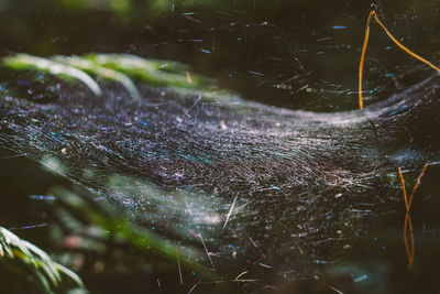 Close-up of spider web