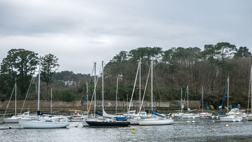 Sailboats moored in marina