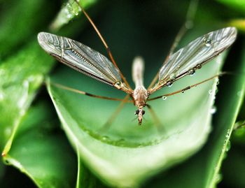 Close-up of butterfly on leaf