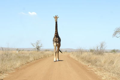 Giraffe on dirt road and blue sky in south africa kruger nationalpark