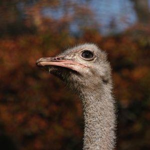 Close-up of ostrich