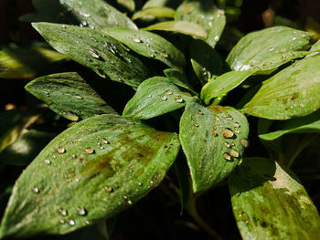 Water drops in the morning