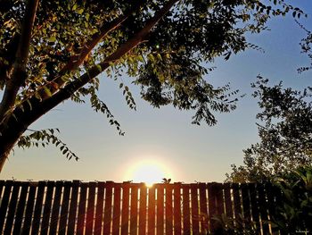 Silhouette tree by plants against sky during sunset