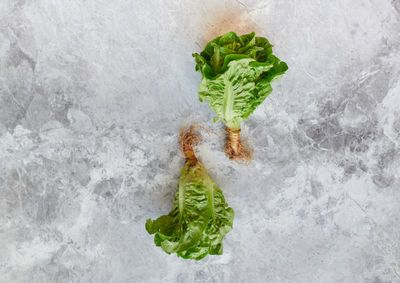 High angle view of vegetables against white background