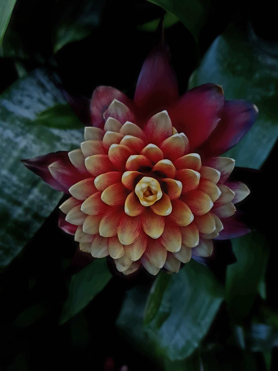 HIGH ANGLE VIEW OF FLOWERING PLANT ON RED ROSE