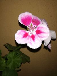 Close-up of pink flowering plant against wall