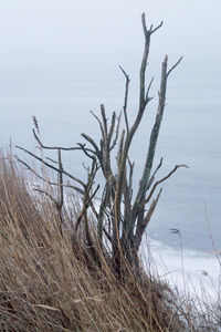 Bare trees in the lake