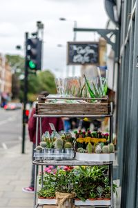 Potted plants for sale in market