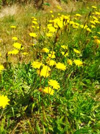 High angle view of yellow flowering plants on field