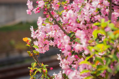 Close-up of pink cherry blossom