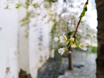 Close-up of white cherry blossoms in spring