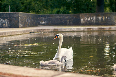 Swan swimming in lake