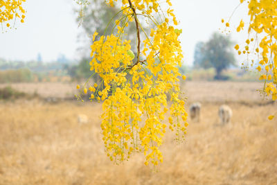 Close-up of yellow flowering plant on field