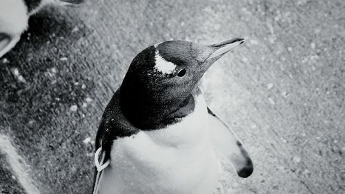 High angle view of penguin outdoors