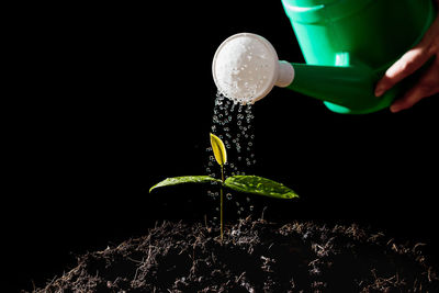 Close-up of hand holding plant against black background