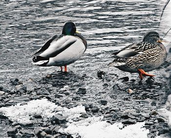 High angle view of duck swimming on lake