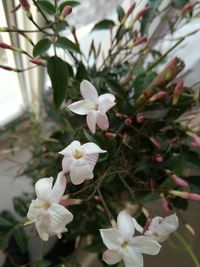 Close-up of white flowers blooming on tree