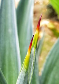 Close-up of green plant