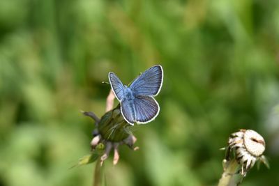 Close-up of butterfly on flower