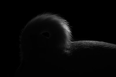 Close-up of bird against black background