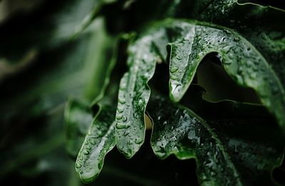 Close-up of plant