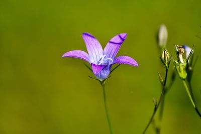 Close-up of purple flowering plant