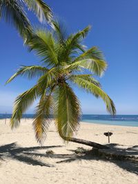 Palm tree on beach against clear blue sky