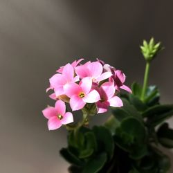 Close-up of pink flowers blooming outdoors