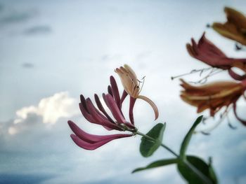 Close-up of butterfly on flower against sky